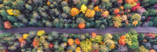 Image of trees from a drone view