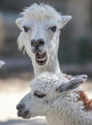 llama