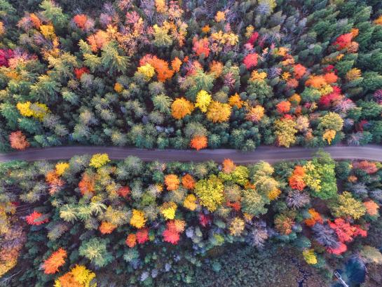 Image of trees from a drone view