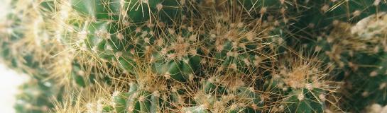 Cactus